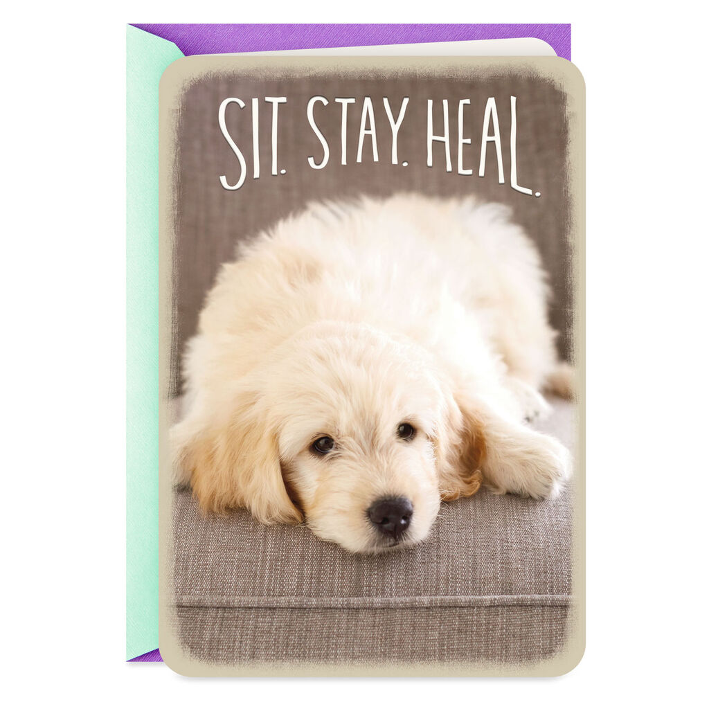 Sit, Stay, Heal Puppy Dog Speedy Recovery Card – Ann's Hallmark ...