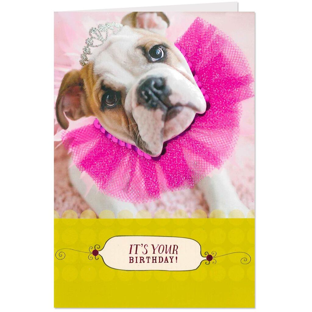 Accessorize dog cheap